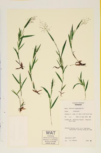 Acuminate Panic Grass specimen